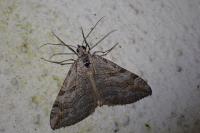 Aplocera efformata/plagiata