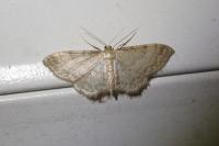Idaea fuscovenosa