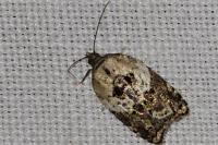 Acleris variegana