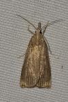 Calamotropha paludella
