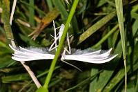 Pterophorus pentadactylus