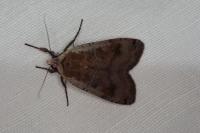 Noctua pronuba