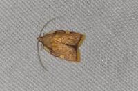 Carcina quercana