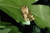 Thyatira batis