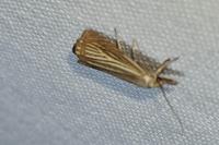 Chrysoteuchia culmella