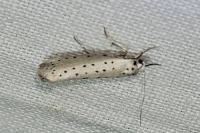 Yponomeuta padella