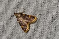 Hypsopygia costalis