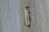 Yponomeuta padella