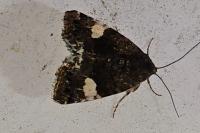 Tyta luctuosa