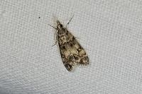 Eudonia lacustrata