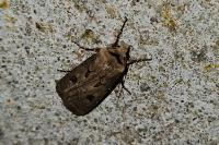 Agrotis segetum