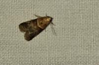 Acrobasis