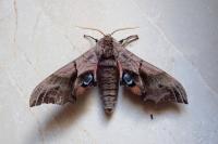 Smerinthus ocellatus