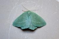 Hemistola chrysoprasaria
