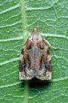 Archips xylosteana