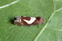 Epiblema foenella