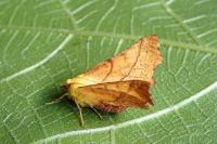 Ennomos alniaria