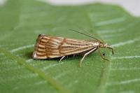 Chrysocrambus linetella