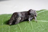 Drymonia querna