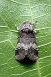 Drymonia querna