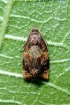Ditula angustiorana