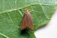 Eurodachtha pallicornella