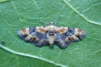 Eupithecia linariata/pulchellata