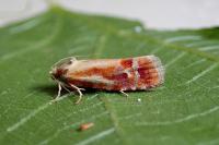 Rhyacionia buoliana