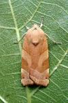 Noctua fimbriata