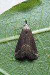 Schrankia costaestrigalis