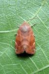 Cosmia affinis