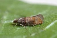 Clavigesta purdeyi