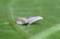 Elachista maculicerusella