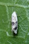 Elachista maculicerusella