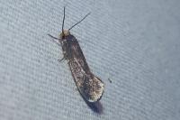 Cephimallota crassiflavella
