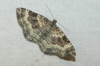 Epirrhoe alternata