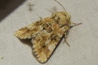 Eremobia ochroleuca