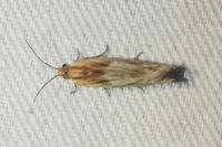 Eucosma cana