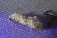 Cochylis posterana