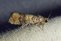 Piniphila bifasciana