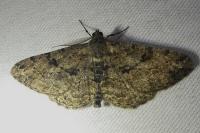 Peribatodes rhomboidaria