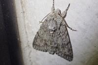 Acronicta aceris