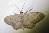 Idaea seriata