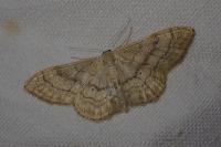 Idaea deversaria