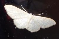 Idaea straminata