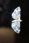 Eupithecia linariata