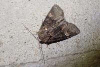 Brachylomia viminalis