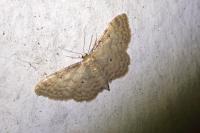 Idaea fuscovenosa