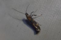 Euspilapteryx auroguttella