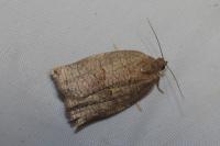 Archips rosana
